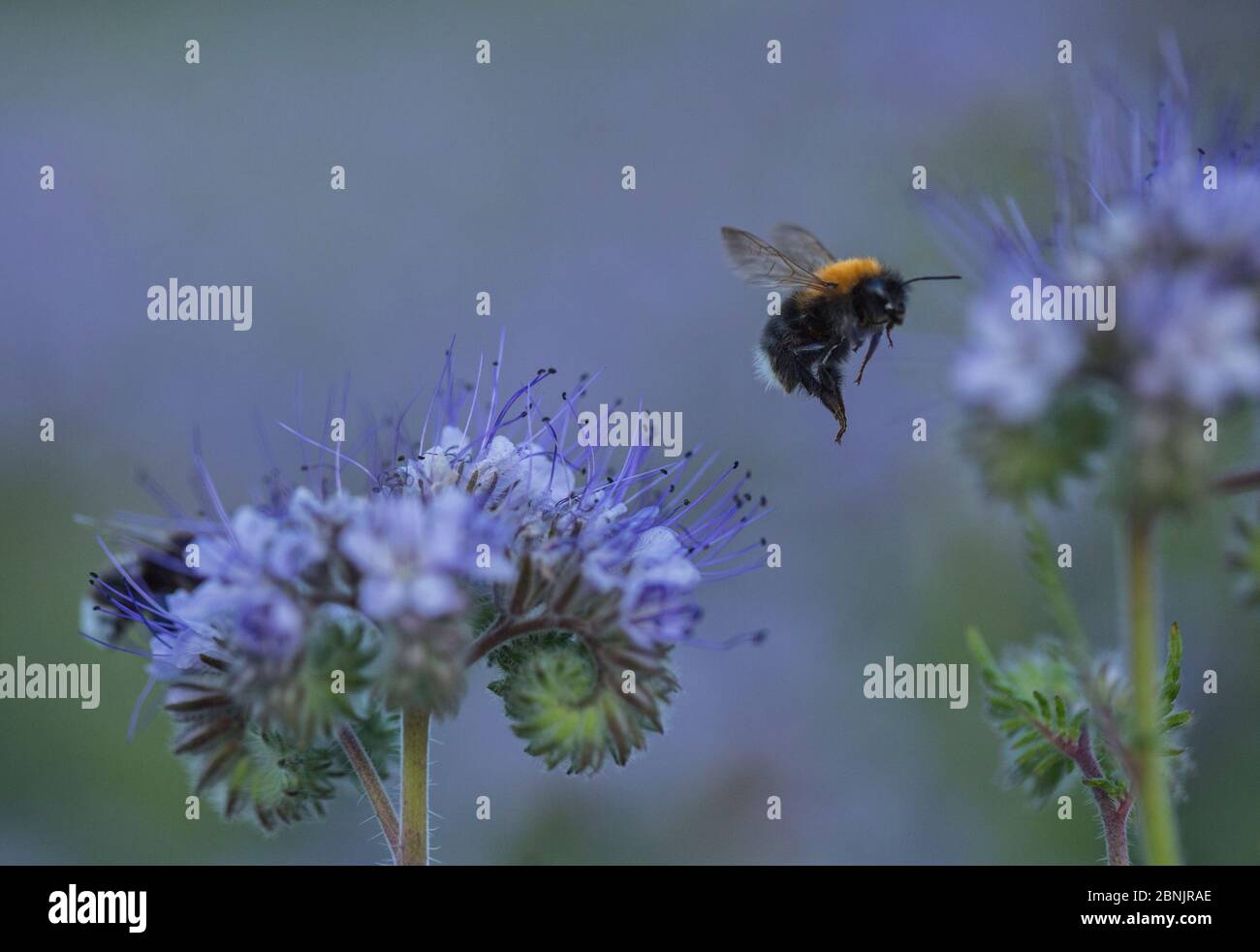 Purple tansy Banque de photographies et d'images à haute résolution - Alamy