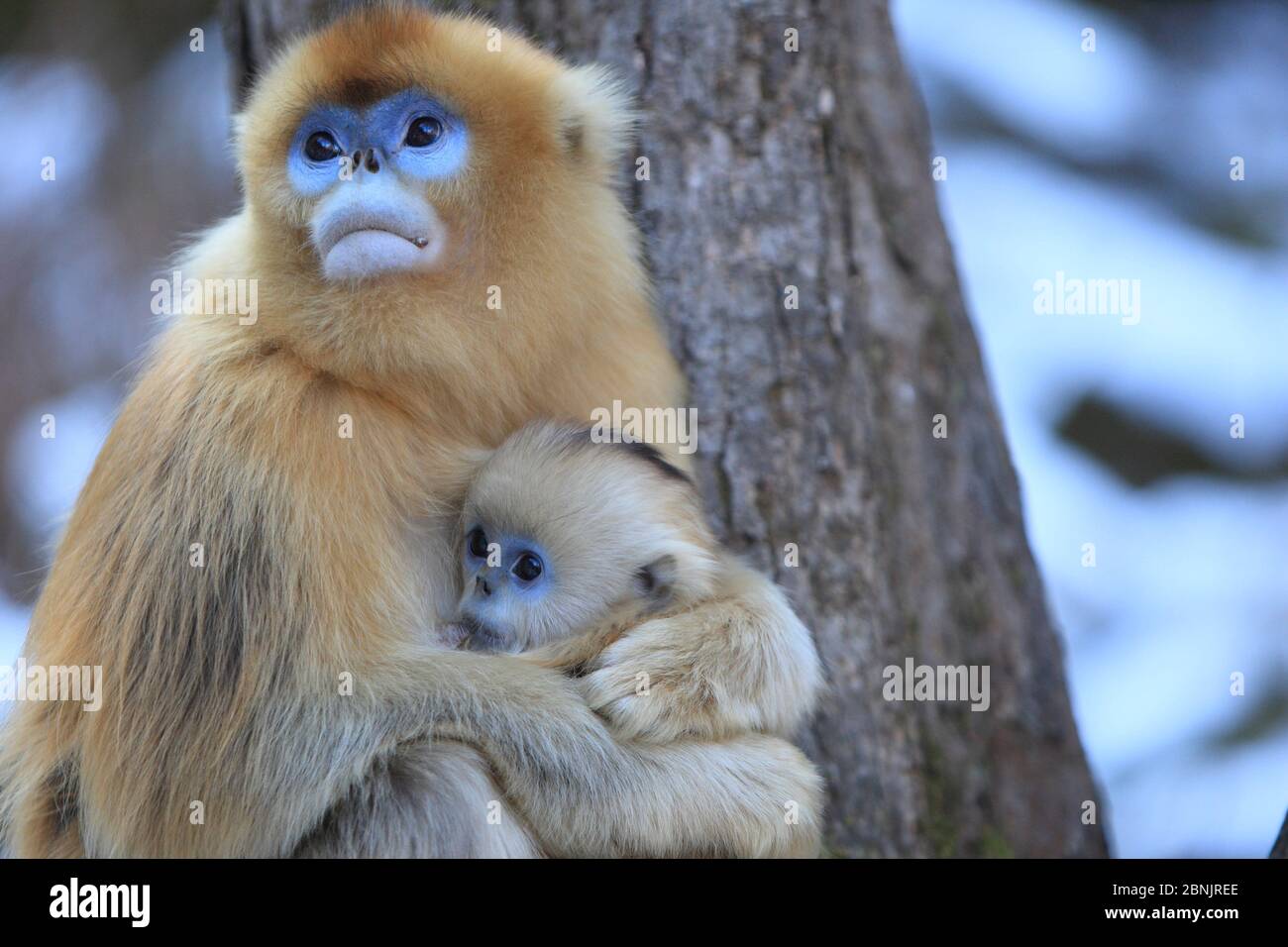 Mère de singe doré (Rhinopithecus roxellana) avec jeune laque, montagnes Qinling, Chine. Banque D'Images