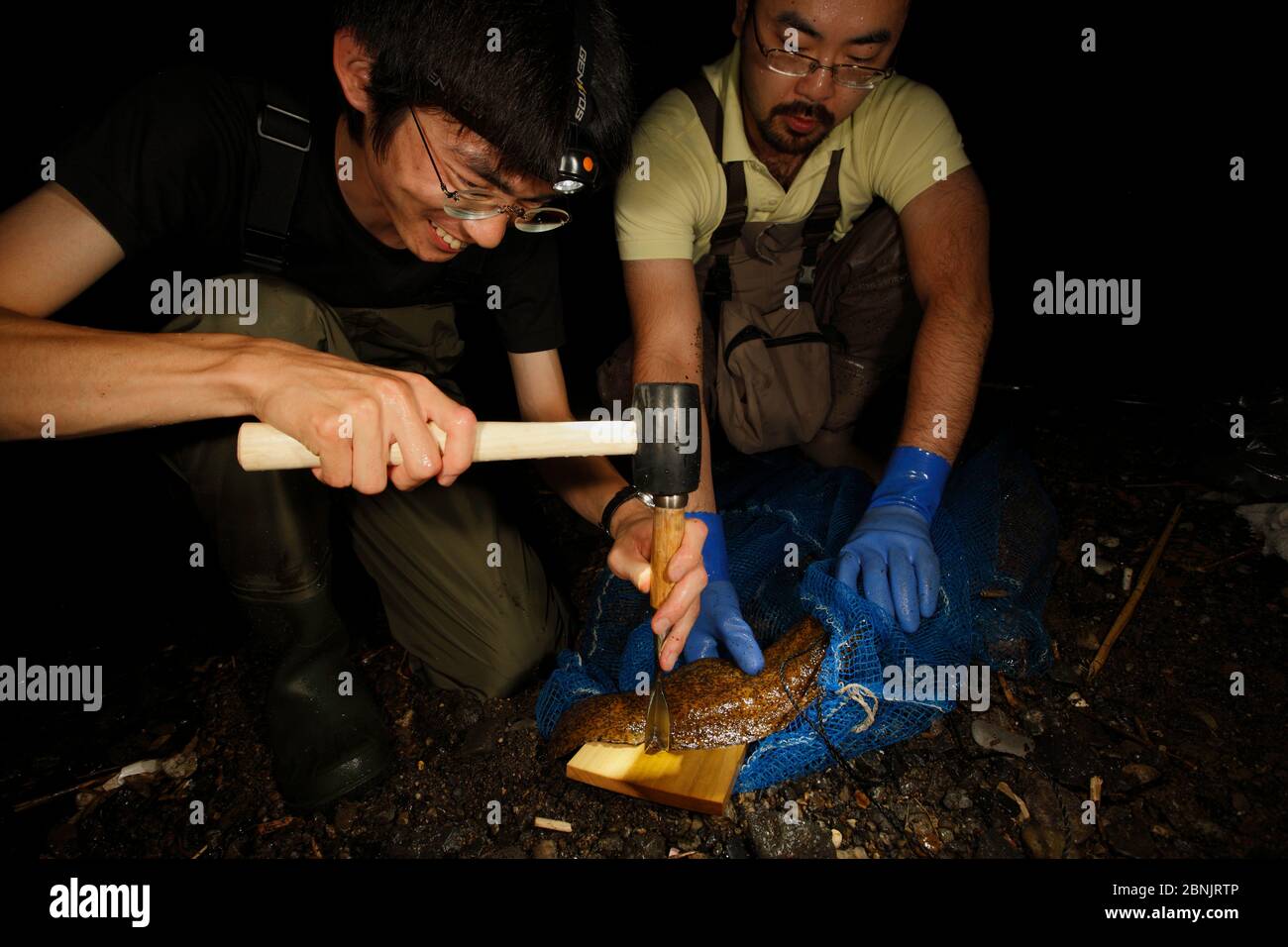L'équipe de travail du professeur Matsui étudie des cas d'hybridation de salamandre géant japonais (Andrias japonicus) et présente la salamandre géant chinois (an Banque D'Images