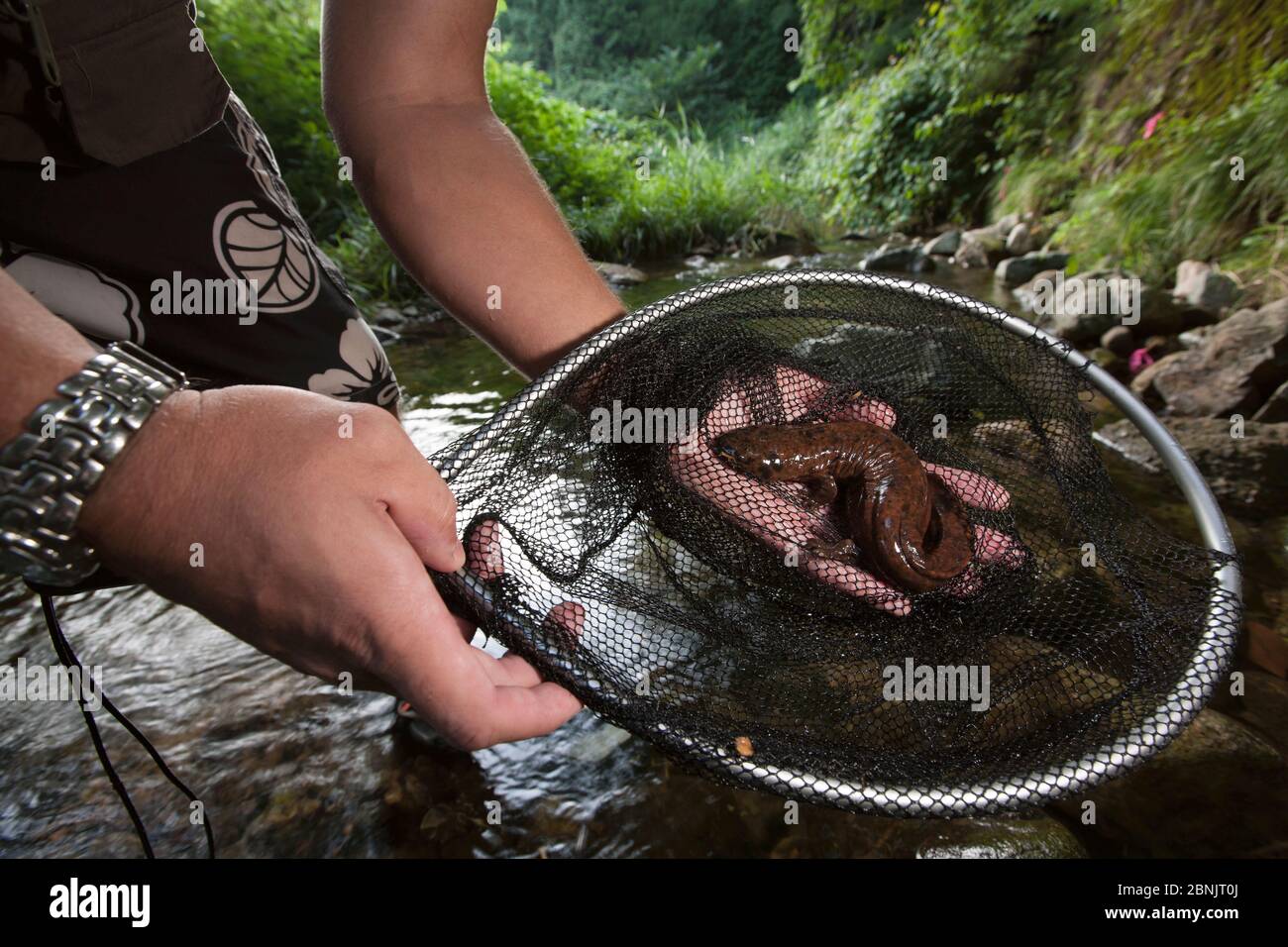 Chercheur Professeur Sumio Okada avec la salamandre japonaise (Andrias japonicus) Honshu, Japon. Août 2010. Banque D'Images