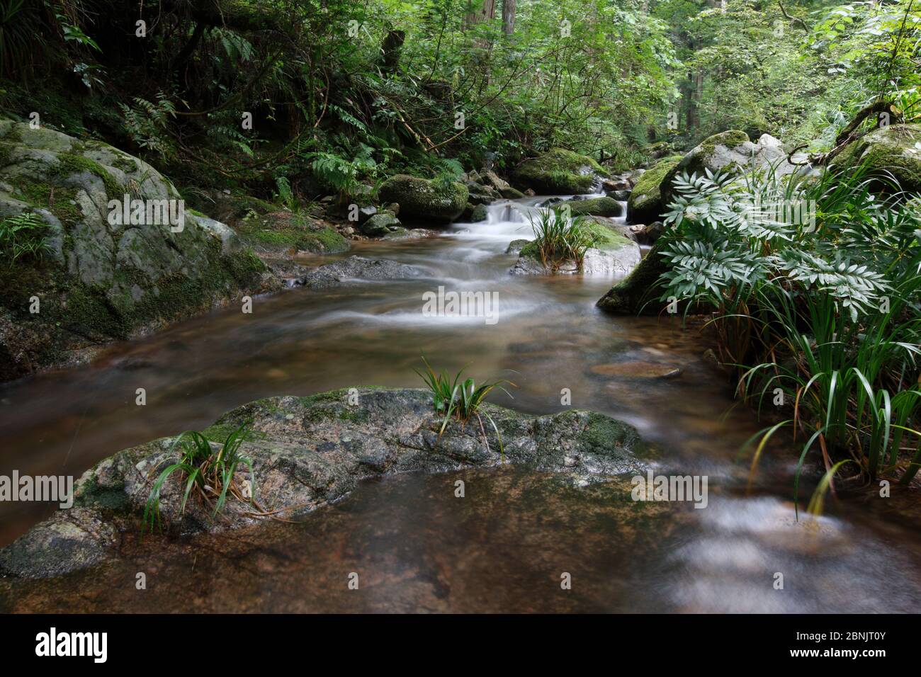 Habitat de la salamandre géante japonaise (Andrias japonicus), Honshu, Japon, août. Banque D'Images