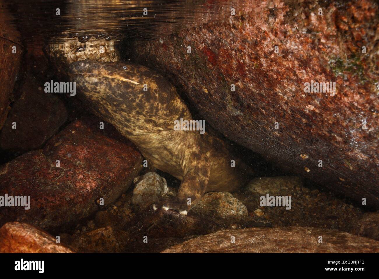 Salamandre géant japonais (Andrias japonicus), surfaçage pour respirer, Honshu, Japon, août. Banque D'Images