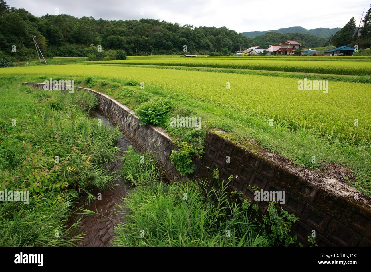 Banques artificielles pour créer un rizières. Cela peut poser problème aux salamandres géantes japonaises qui perturbent leur habitat. Honshu, Japon, août 2010. Banque D'Images