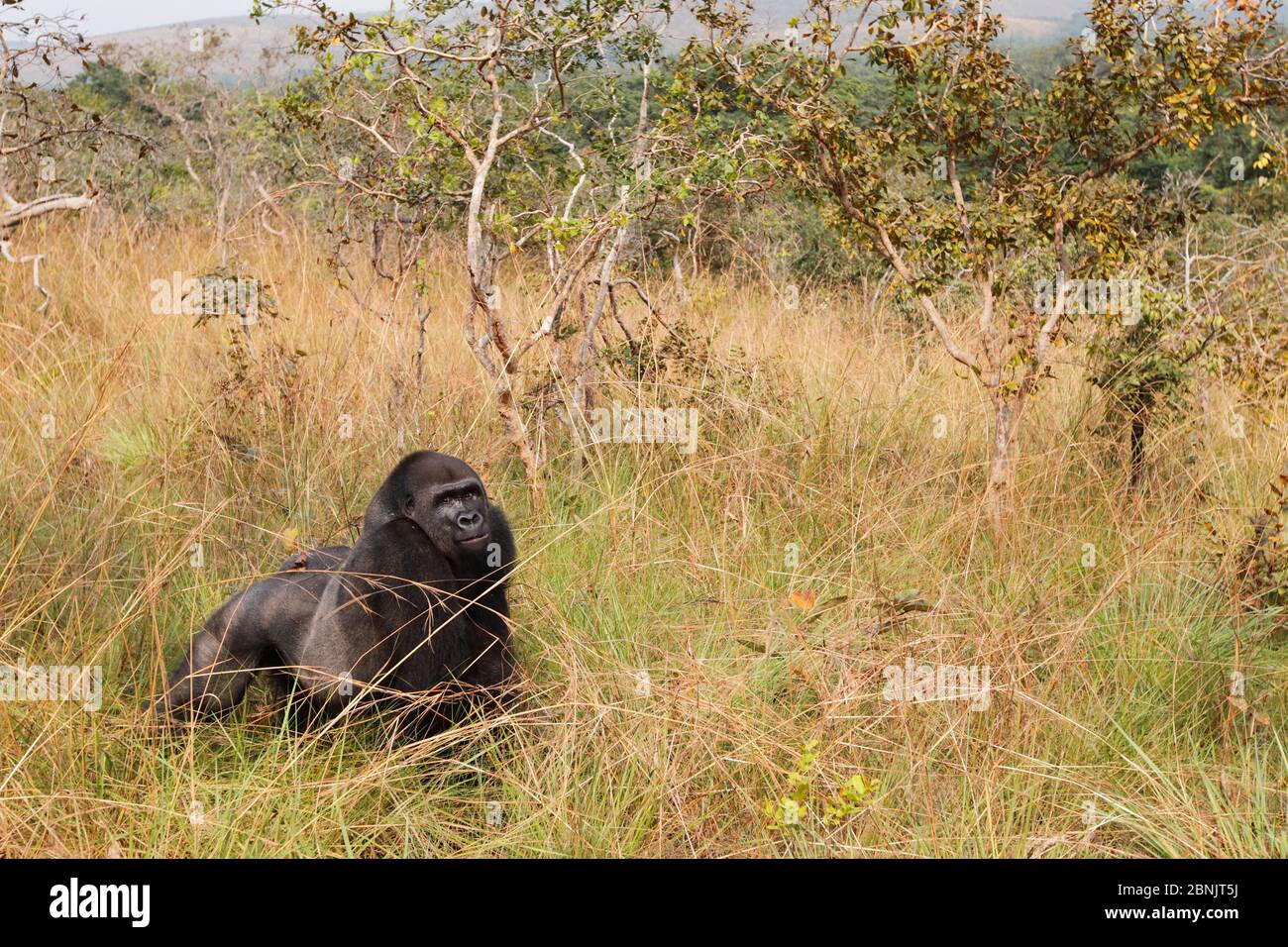 Gorille de plaine occidentale (Gorilla gorilla gorilla) 'Tonga' un gorille de dos argenté de 15 ans, au bord de la forêt / savane. Projet de réintroduction PPG m Banque D'Images