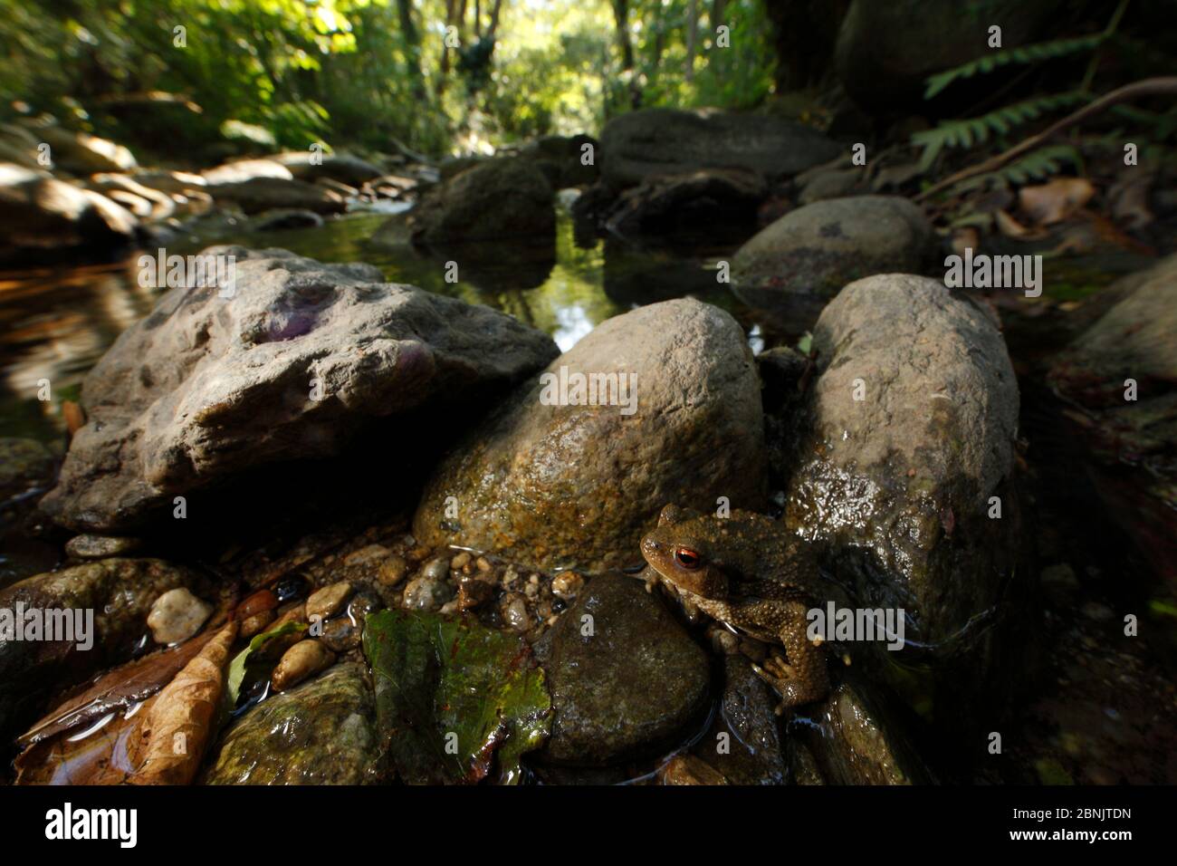 Crapaud européenne (Bufo bufo) dans la rivière Massane, montagnes Alberes, Pyrénées, France, septembre. Banque D'Images