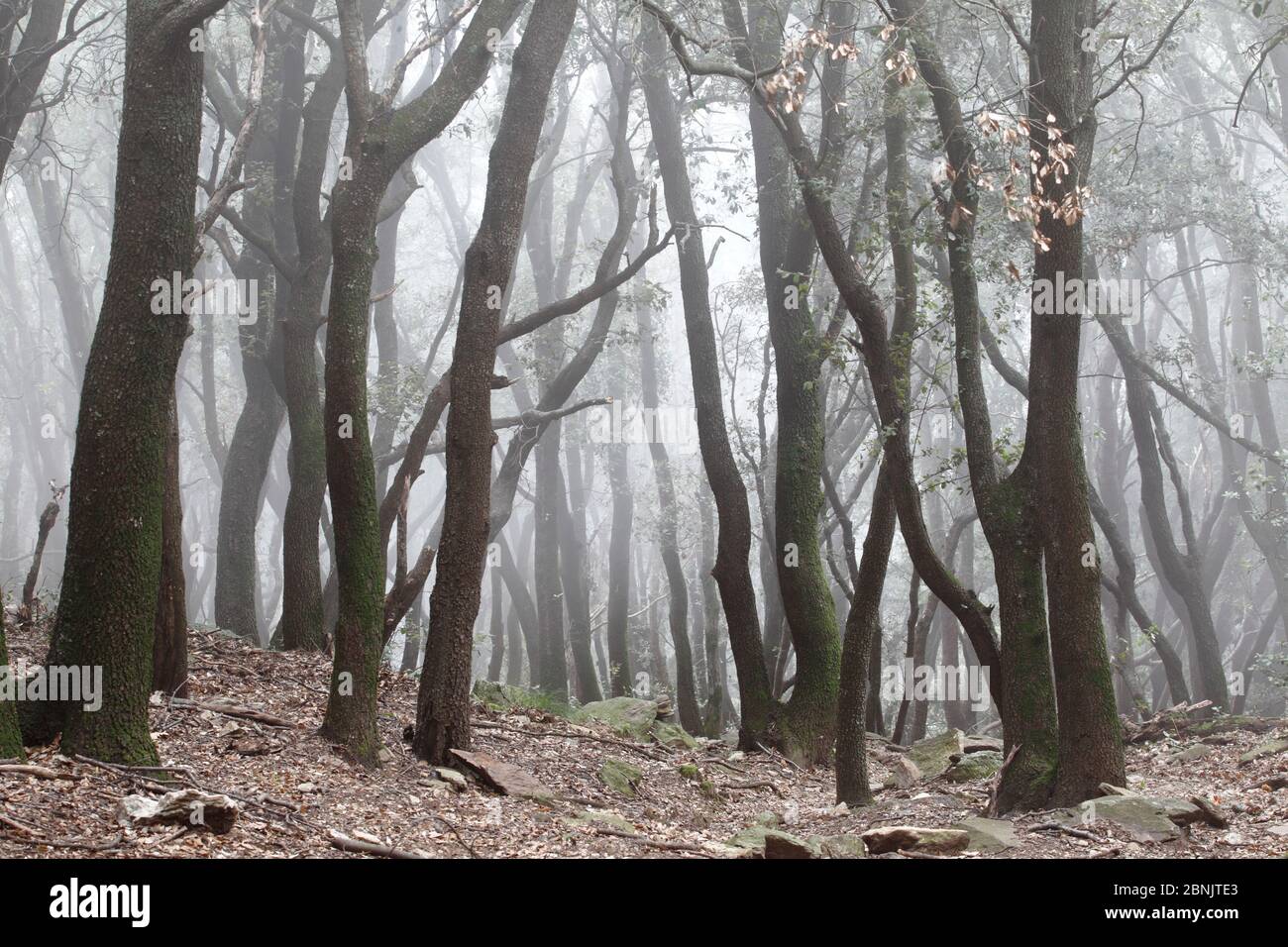 Chêne de l'Holm (Quercus ilex) dans le brouillard. Alberes, Pyrénées, France, septembre. Banque D'Images