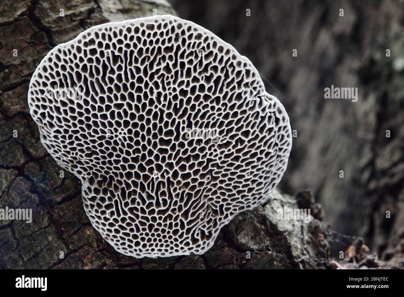 Image noire et blanche du champignon (Scenidium nitidum), montagnes Alberes, Pyrénées, France, septembre. Banque D'Images