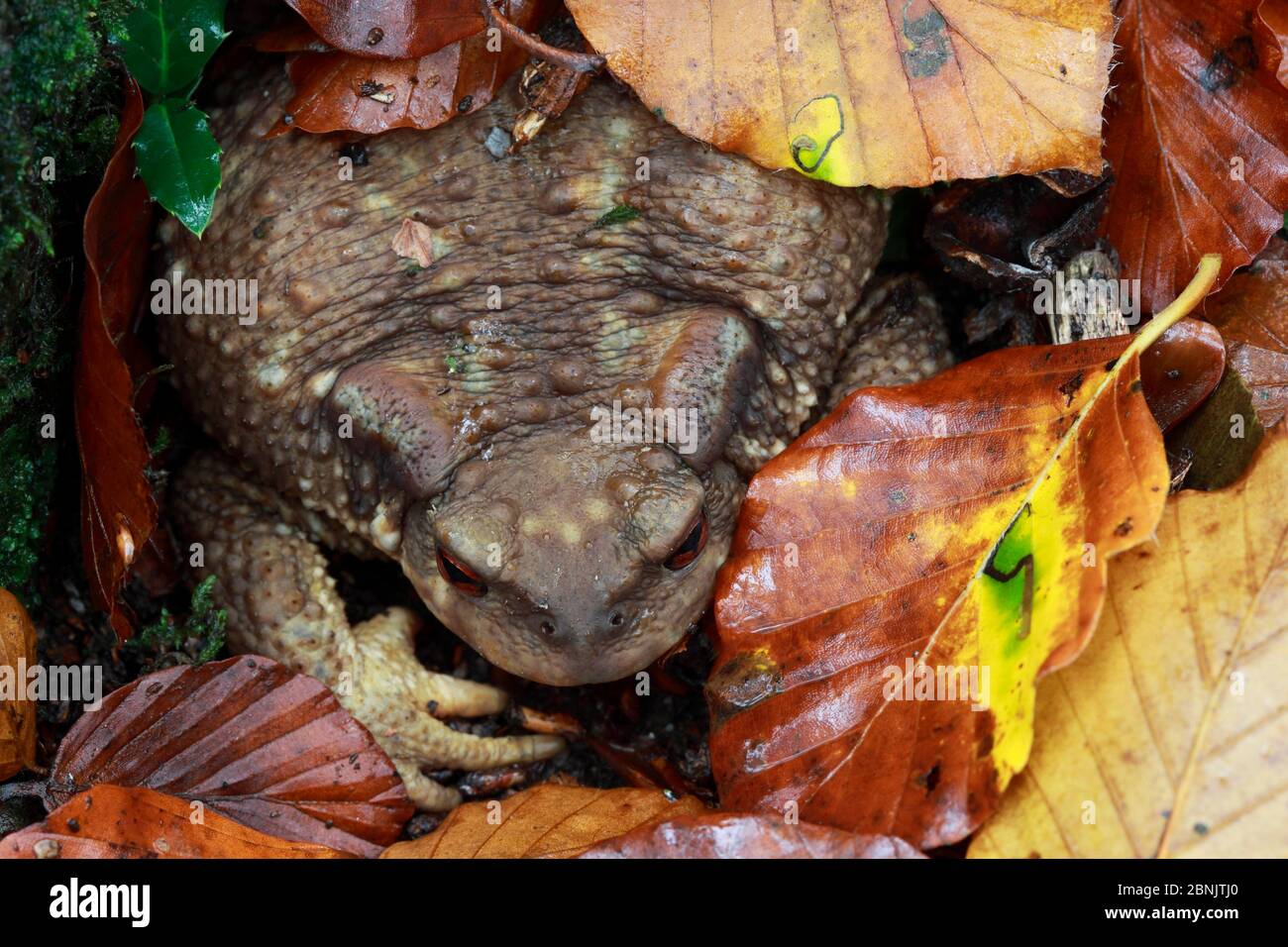 Crapaud européenne (Bufo bufo) caché dans la litière de feuilles, montagnes Alberes, Pyrénées, France, octobre. Banque D'Images