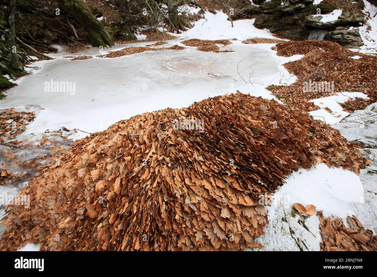 Feuilles de hêtre européen (Fagus sylvatica) dans la rivière Massane, montagnes Alberes, Pyrénées, France, février. Banque D'Images
