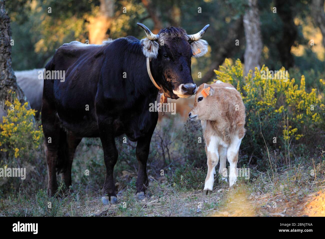 Fangine croise le bétail, le veau et la femelle Negra avec une cloche autour du cou, les montagnes Alberes, les Pyrénées, France Banque D'Images