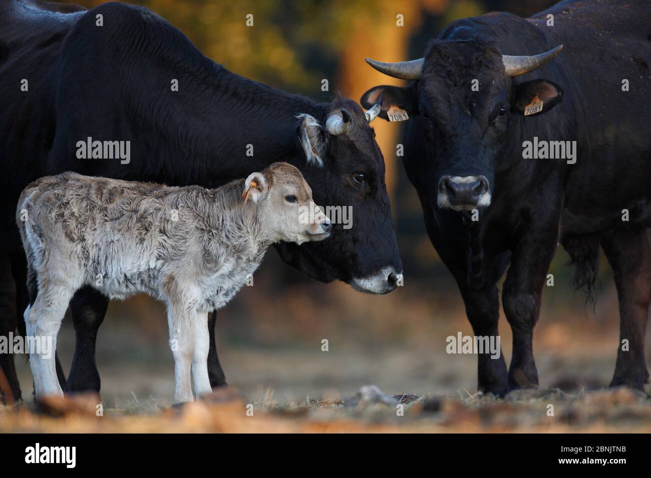 Croiser les bovins Fangine et Negra, la vache, le taureau et le veau, les monts Alberes, les Pyrénées, France. Février. Banque D'Images