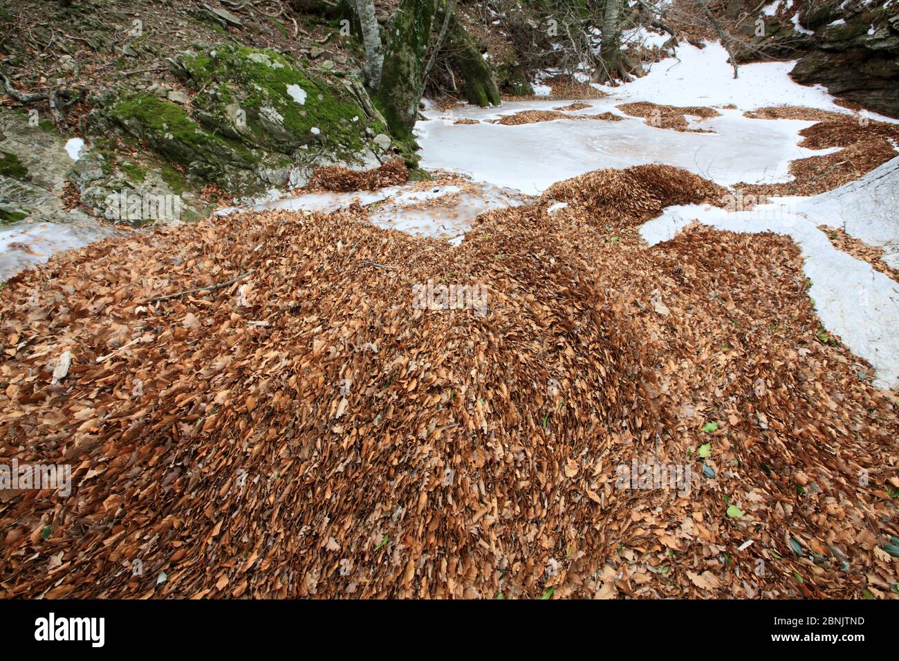 Feuilles de hêtre européen (Fagus sylvatica) dans la rivière Massane, montagnes Alberes, Pyrénées, France, février. Banque D'Images