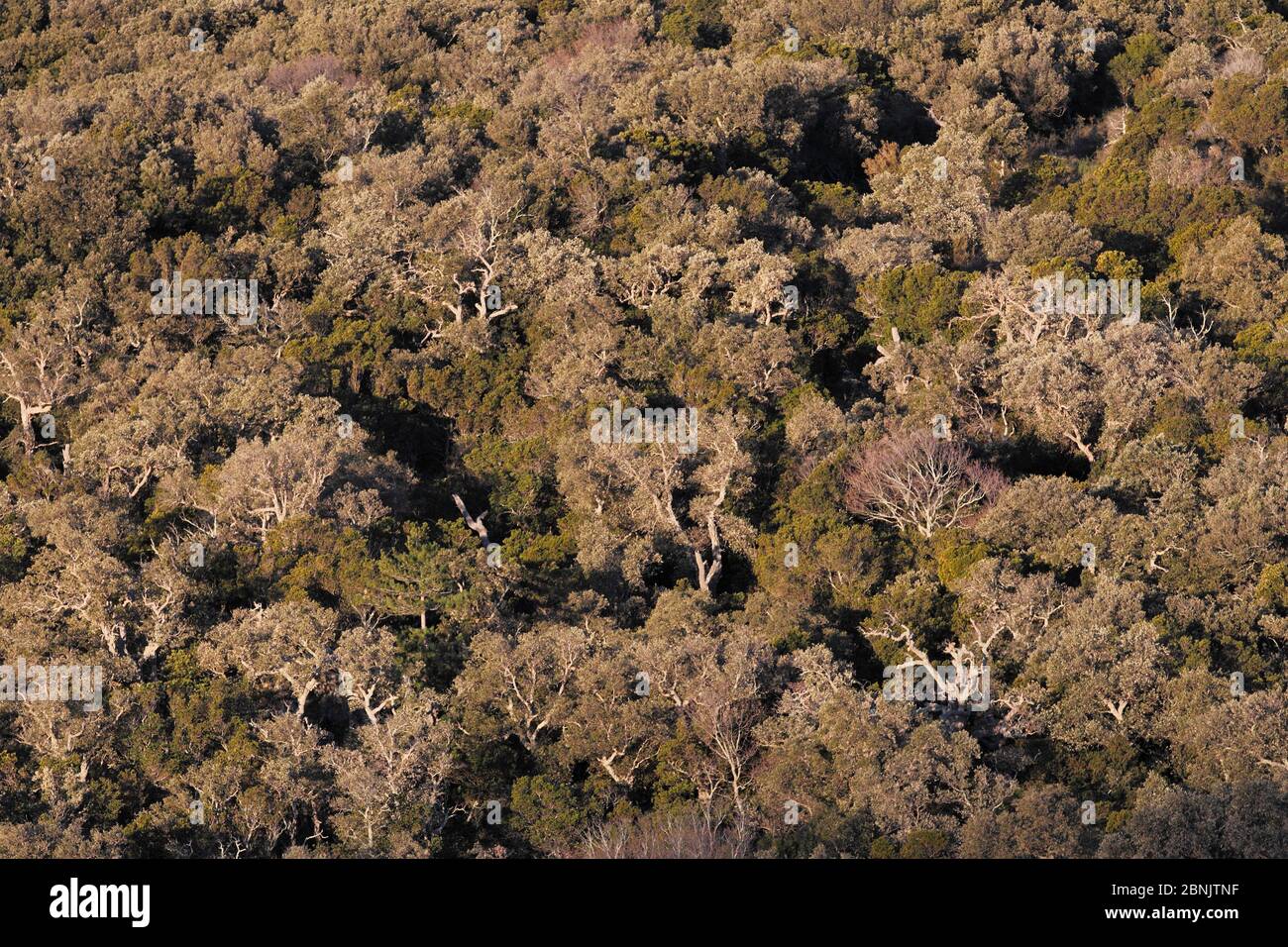 Forêt de chênes de Liège (Quercus suber), montagnes Alberes, Pyrénées, Catalogne, Espagne, février. Banque D'Images