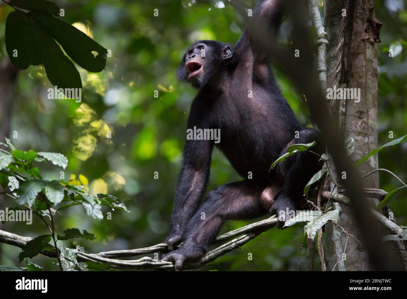 Bonobo (Pan paniscus) qui vocalise dans les arbres, au nord de la province de Bandundu, République démocratique du Congo (RDC) Banque D'Images