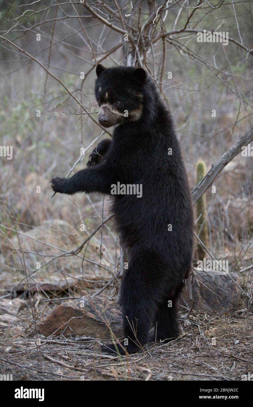 Ours spectaculaire (Tremarctos ornatus) debout sur les pattes arrière, Réserve écologique de Chaparri, Pérou Banque D'Images