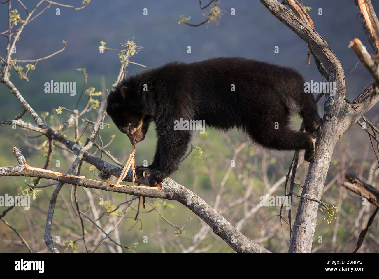 Ours à lunettes (Tremarctos ornatus) jusqu'arbre, réserve écologique de Chaparri, Pérou Banque D'Images
