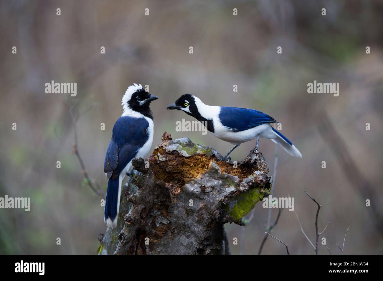 jay à queue blanche (Cyanocorax mystacalis) adulte et juvénile, Réserve écologique de Chaparri, Pérou Banque D'Images