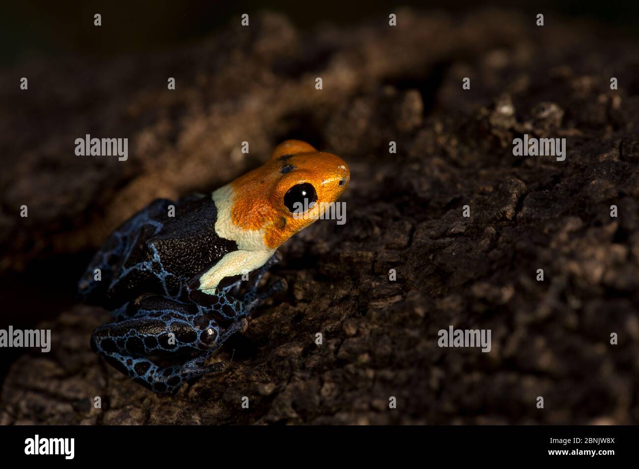 Grenouille de poison à tête rouge (Ranitomeya fantastica) Amazone, Pérou Banque D'Images