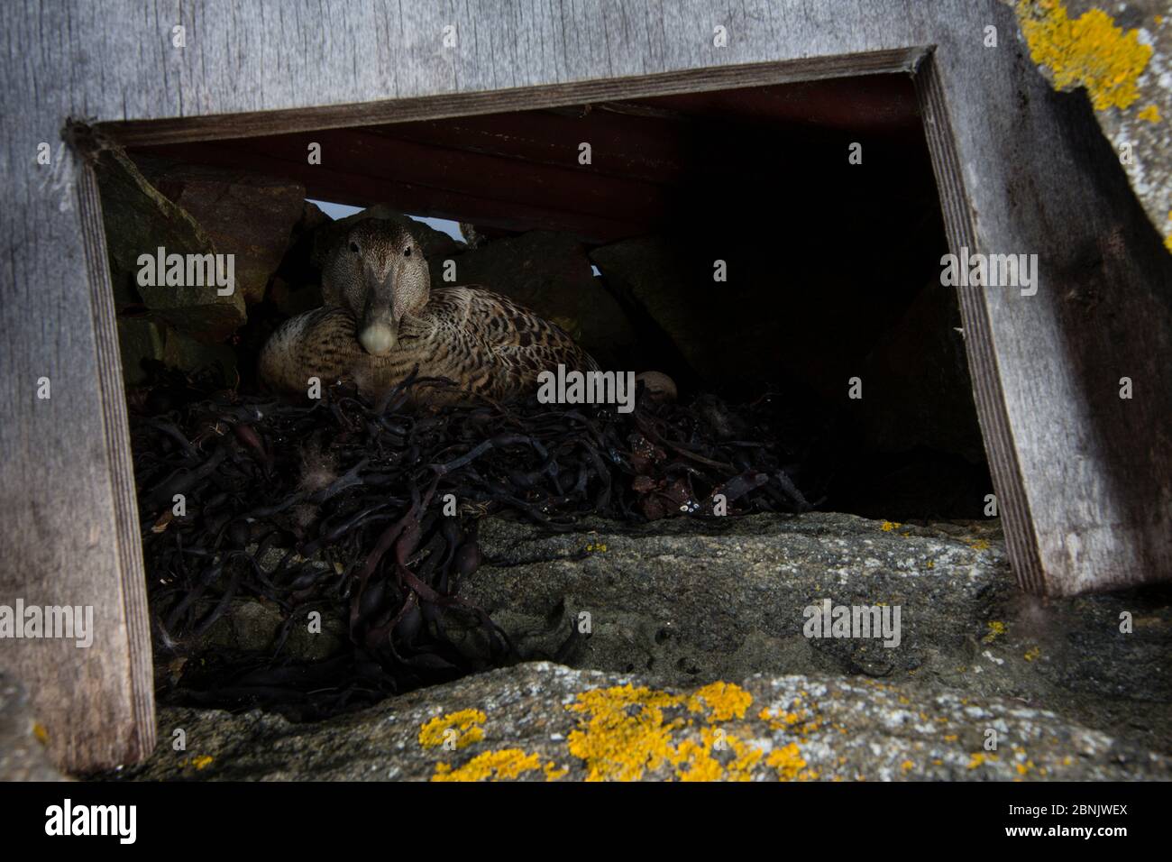 L'eider commun (Somateria mollissima) couve des oeufs dans le nid dans un abri spécifique fourni, pour aider à la collecte des plumes de duvet, île Lanan, Veg Banque D'Images