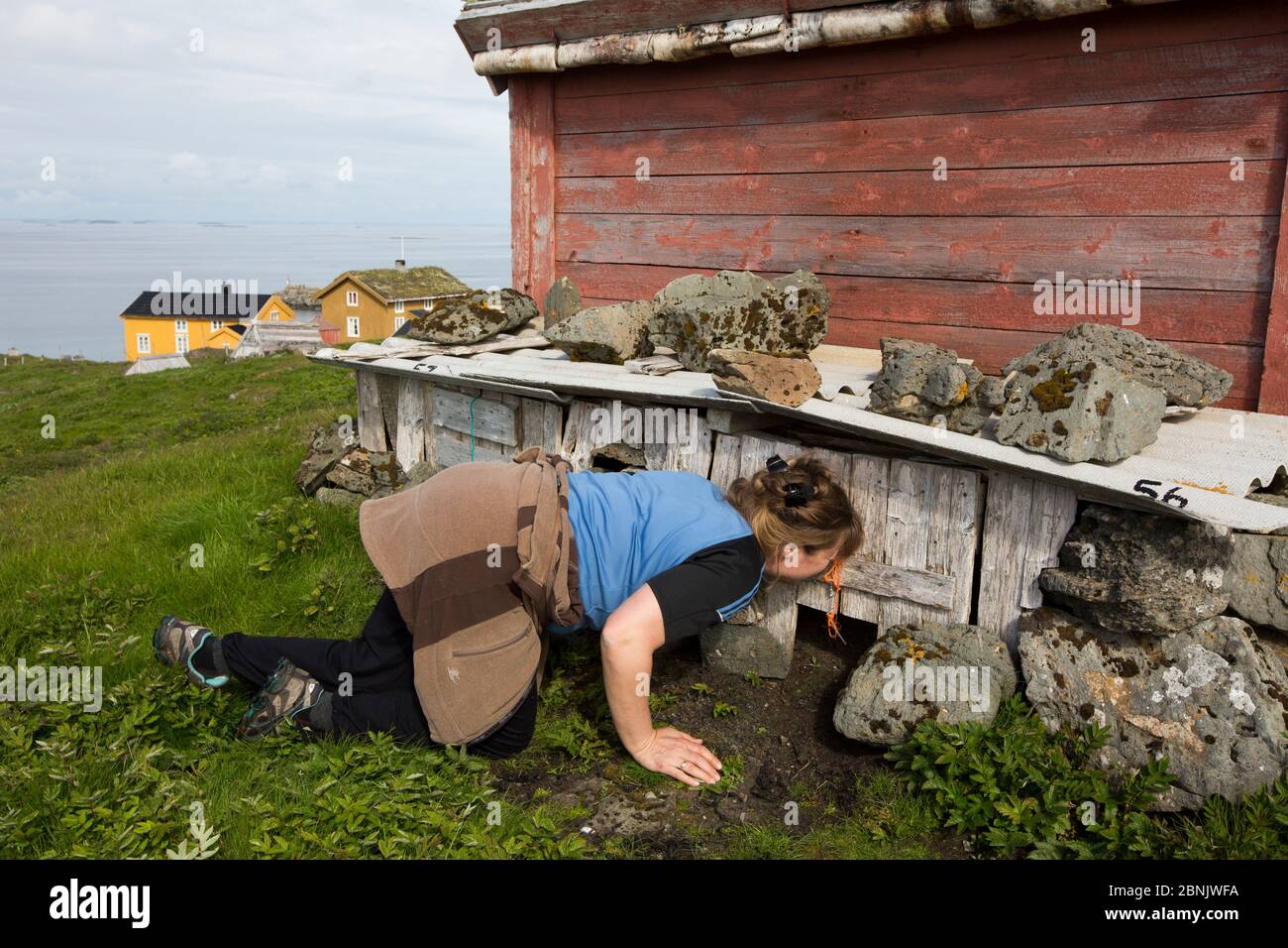 Anja Nilssen vérifie les nids de l'eider commun (Somateria mollissima) tous les jours pour la collecte de duvet, Archipel de Vega, Norvège juin Banque D'Images