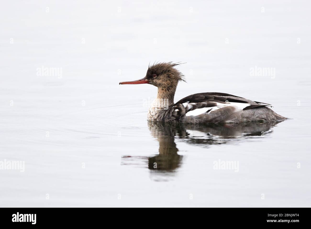 Merganser à poitrine rouge (Mergus serrator) sur l'eau, île Skjaervaer, archipel de Vega, Norvège juin Banque D'Images