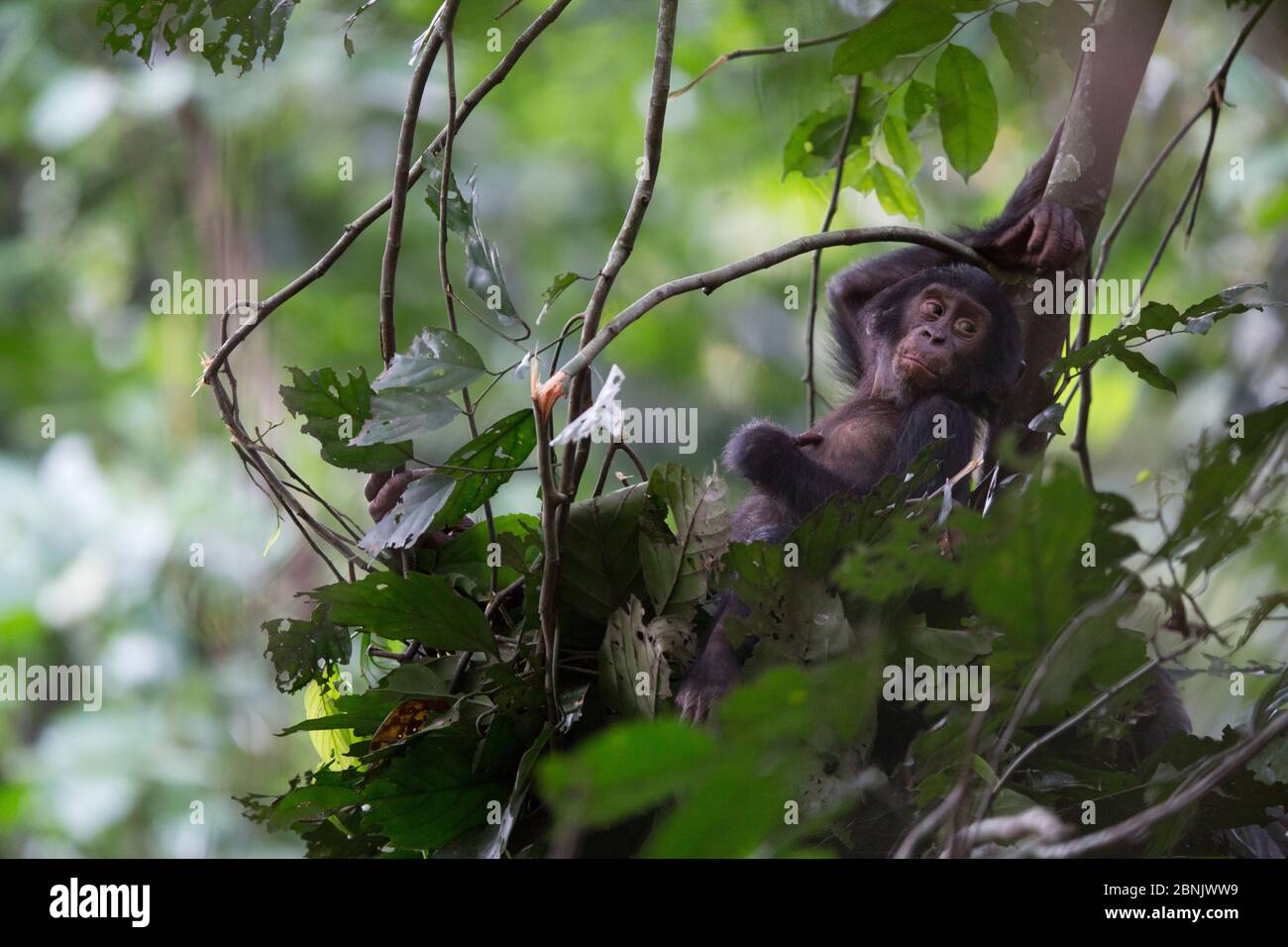 Bonobo (Pan paniscus) juvénile se reposant dans un arbre, au nord de la province de Bandundu, République démocratique du Congo (RDC) Banque D'Images