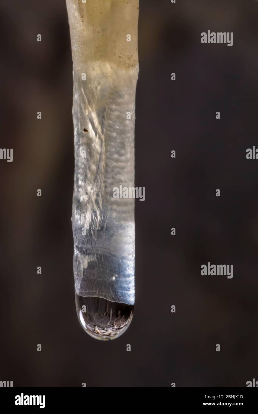 Gros plan de paille ou de stalactite tubulaire, une structure très délicate et creuse. Ils se forment lorsque le carbonate de calcium ou le sulfate de calcium sont dissous dans l'eau Banque D'Images