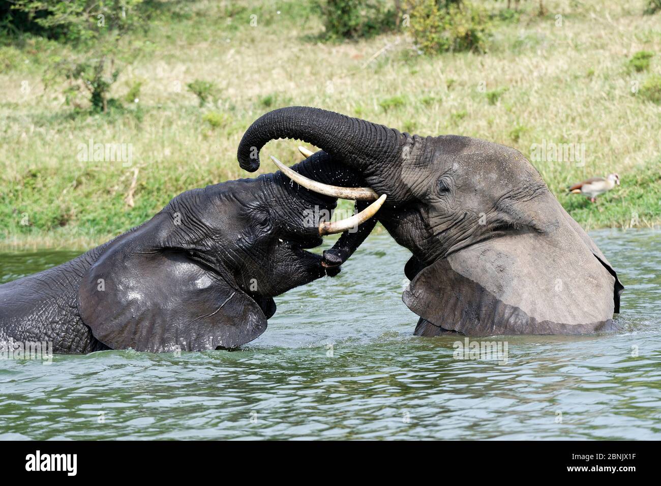 Deux juvéniles d'éléphants africains (Loxodonta africana) jouent dans la lutte dans l'eau. Parc national de la Reine Elizabeth, lac Edward, Ouganda, Afrique Banque D'Images Deux juvéniles d'éléphants africains (Loxodonta africana) jouent dans la lutte dans l'eau. Parc national de la Reine Elizabeth, lac Edward, Ouganda, Afrique Banque D'Images