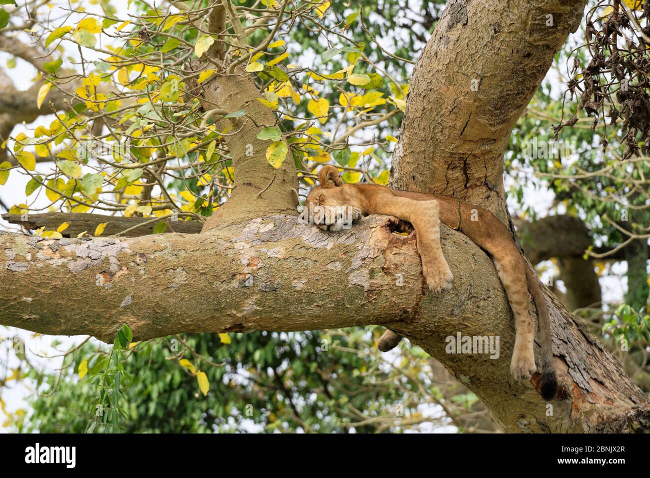 Lion (Panthera leo) reposant dans le figuier, secteur Ishasha, Parc national de la Reine Elizabeth, Ouganda, Afrique Banque D'Images