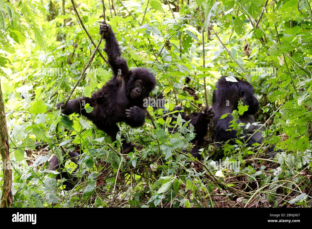 Gorille de montagne (Gorilla beringei beringei) jeunes balançant sur le liana en forêt. Parc national Virunga, République démocratique du Congo, Afrique. Séquence Banque D'Images Gorille de montagne (Gorilla beringei beringei) jeunes balançant sur le liana en forêt. Parc national Virunga, République démocratique du Congo, Afrique. Séquence Banque D'Images