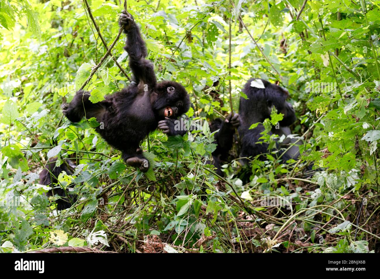 Jeune gorille de montagne balançant sur le liana et souriant dans la forêt (Gorilla beringei beringei) Parc national de Virunga, République démocratique du Congo, Afrique Banque D'Images Jeune gorille de montagne balançant sur le liana et souriant dans la forêt (Gorilla beringei beringei) Parc national de Virunga, République démocratique du Congo, Afrique Banque D'Images