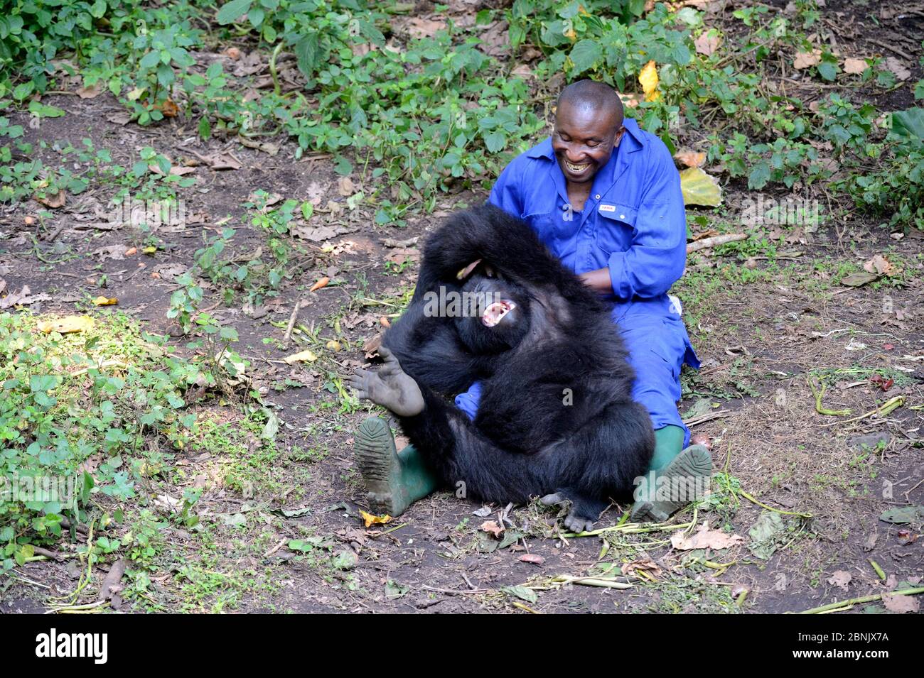 André Bauma, gardien jouant avec des jeunes gorilles de montagne orphelins. Une jeune femme aime être chatouiller et ça la fait rire. (Gorilla beringei beri Banque D'Images André Bauma, gardien jouant avec des jeunes gorilles de montagne orphelins. Une jeune femme aime être chatouiller et ça la fait rire. (Gorilla beringei beri Banque D'Images