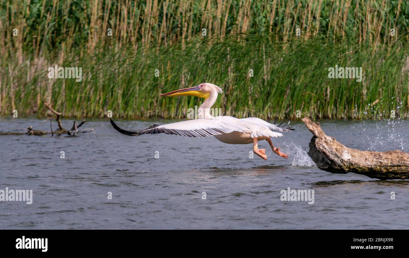 Décollage de pélican blanc, delta du Danube, Roumanie Banque D'Images