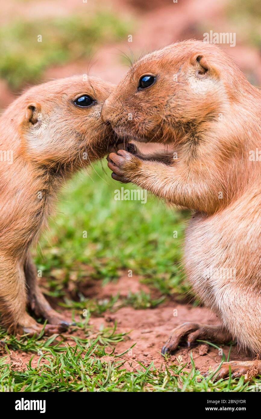 Marmottes des Prairies vues au zoo South Lakes Safari à l'été 2016. Banque D'Images