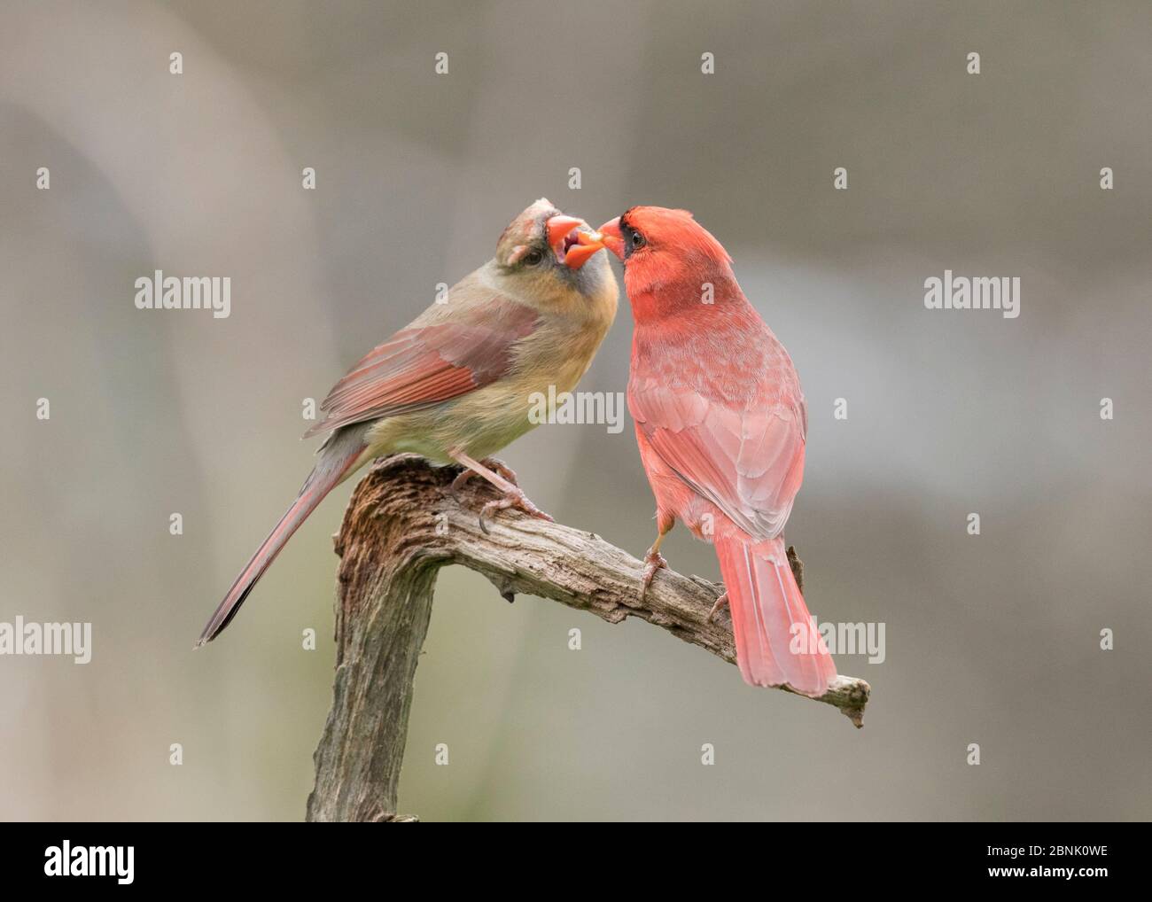 Cardinal du Nord (Cardinalis cardinalis) mâle (à droite) alimentant son compagnon au printemps dans le cadre de la formation de la cour/paire, appelée « alloalimentation », New York, Banque D'Images