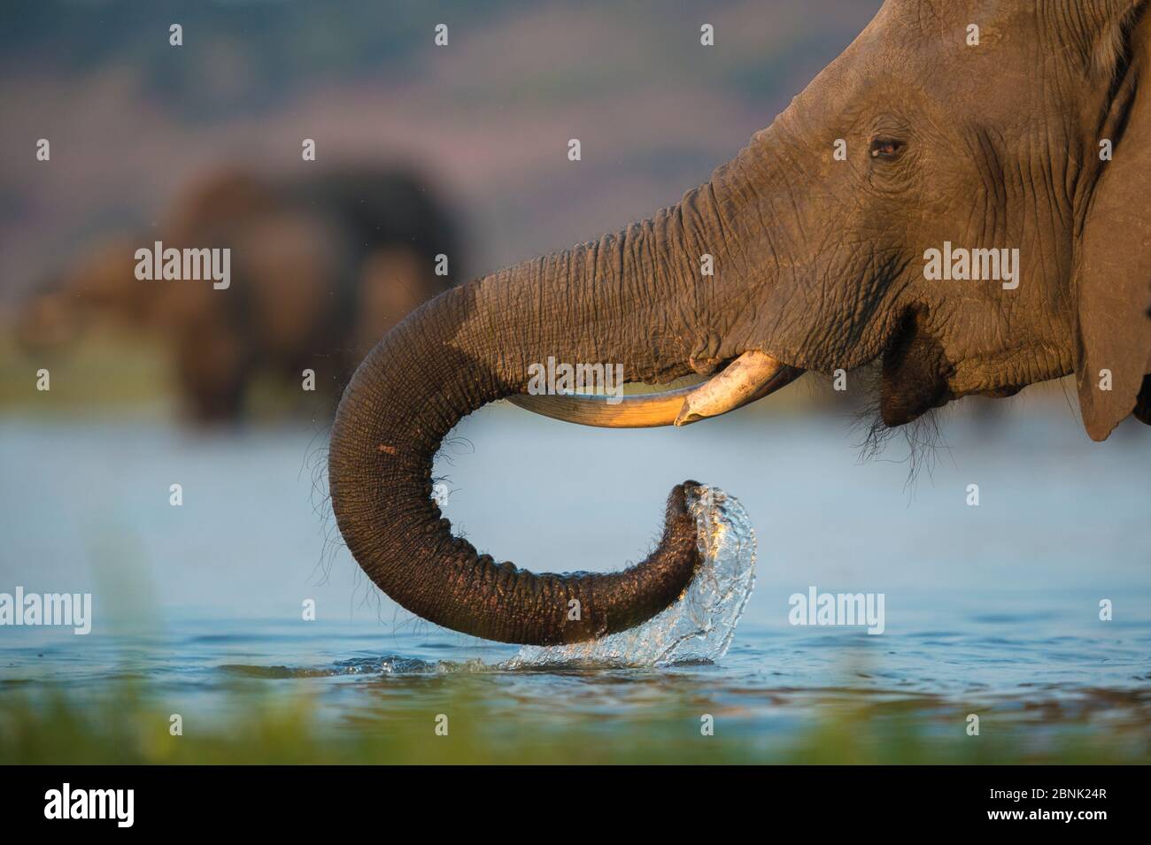 Éléphant d'Afrique (Loxodonta africana) eau potable de la rivière Chobe, Botswana. Banque D'Images