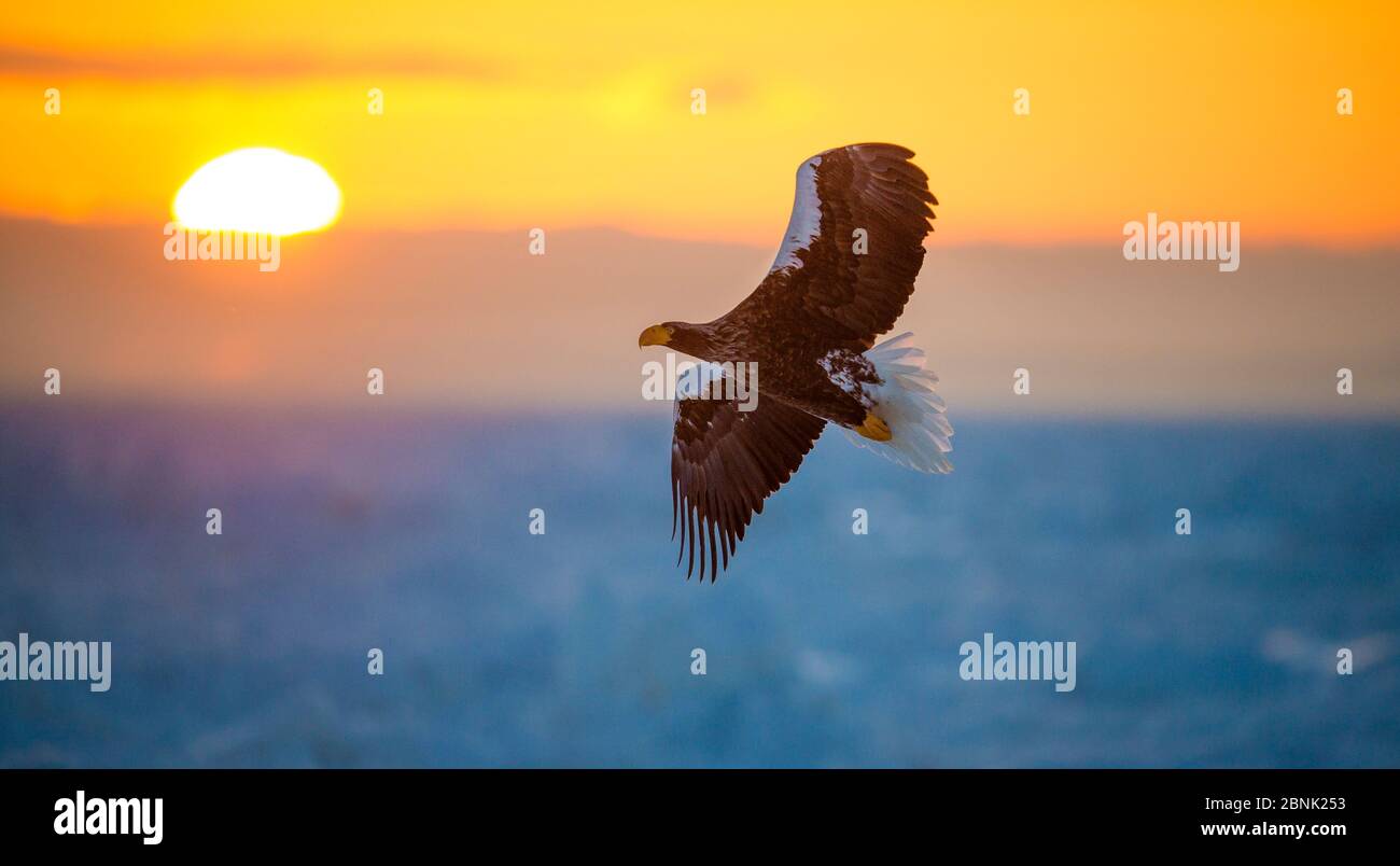 L'oiseau solitaire de l'aigle de mer de Steller (Haliaeetus pelagicus) survole le paysage glacé avec un beau lever de soleil, au Japon Banque D'Images