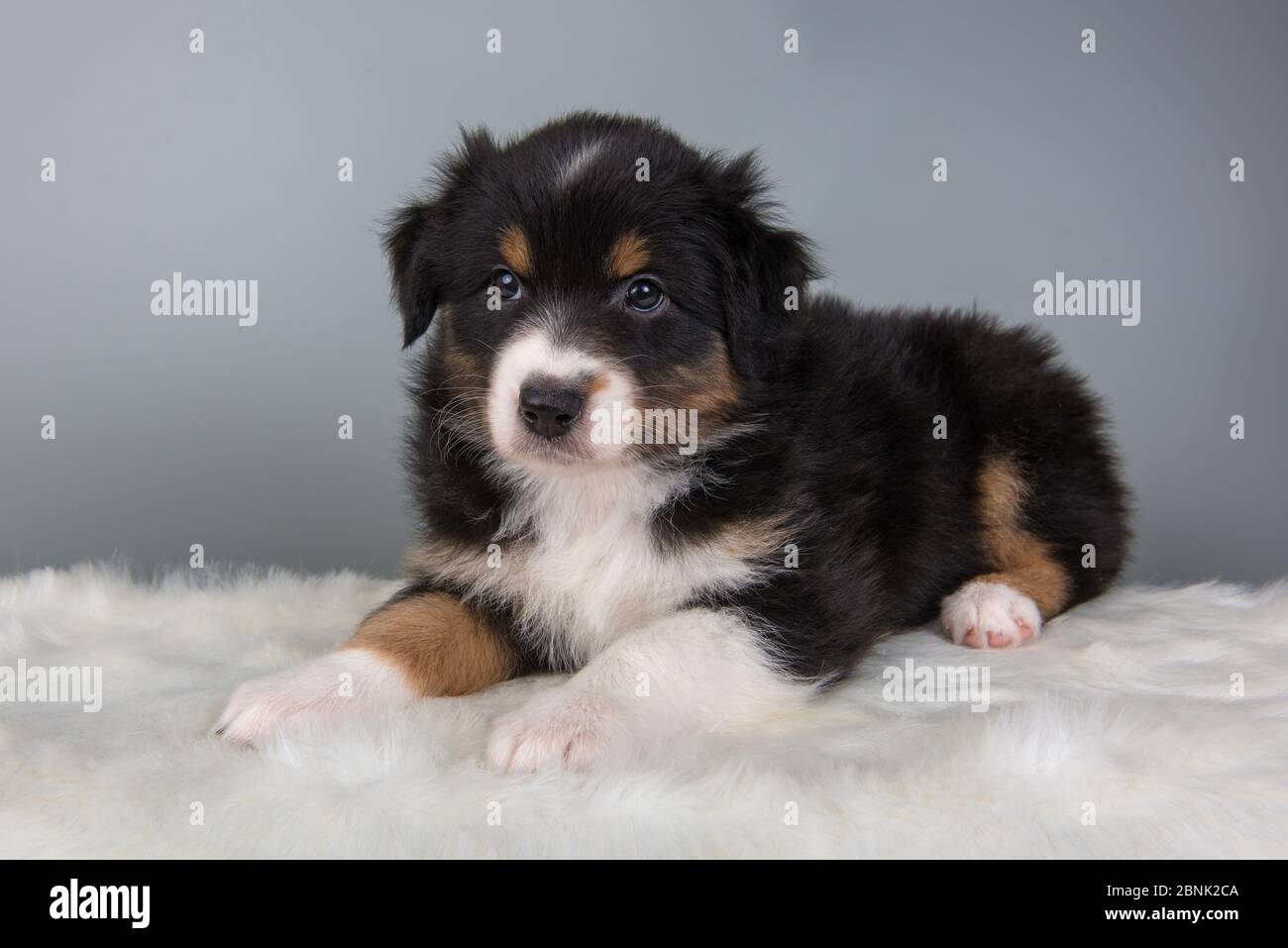 Berger australien tricolore noir brun chien chiot Banque D'Images