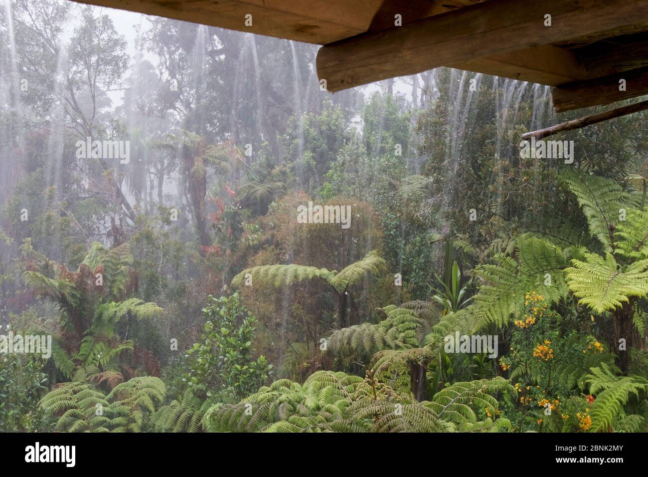 Pluie tombant du toit de la cabine. Kumul Lodge. Papouasie-Nouvelle-Guinée, septembre 2004. Banque D'Images