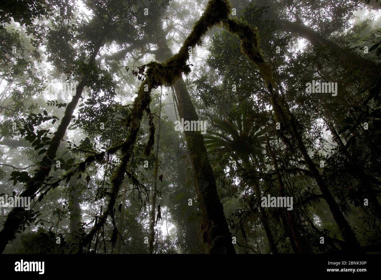 Vue dans la canopée de la forêt tropicale montagnarde à 2200 m d'altitude dans les montagnes Arfak, Papouasie occidentale, Indonésie. Banque D'Images