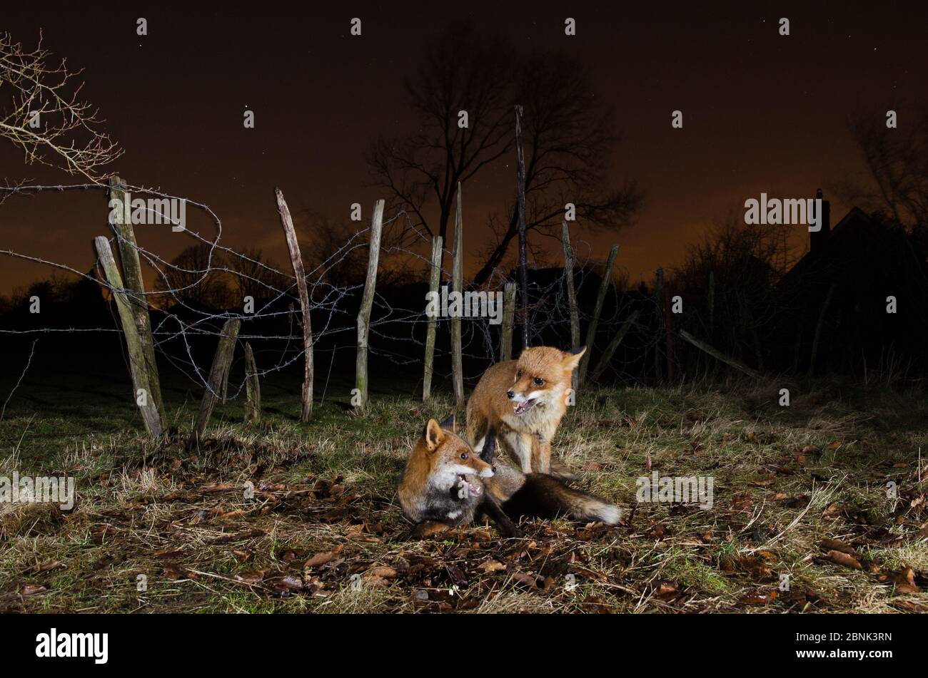 Renard roux (Vulpes vulpes) deux renards interagissant la nuit, Kent, Royaume-Uni. Mars Banque D'Images