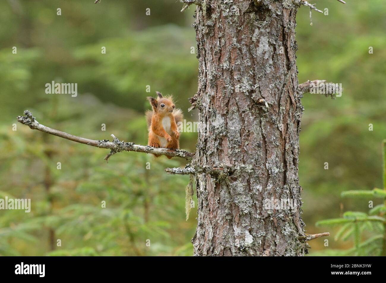 Écureuil roux (Sciurus vulgaris) vers le haut PIN écossais (Pinus sylvestris) Île noire, Écosse, Royaume-Uni. Octobre Banque D'Images
