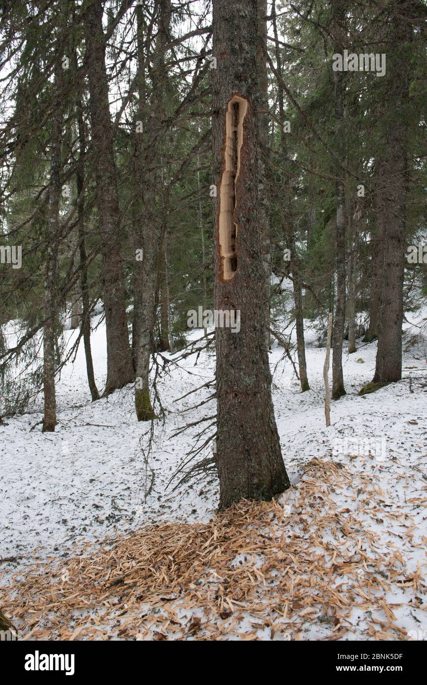 Le bois d'épinette (Picea abies) est sur le sol après que le pic noir (Dryocopus martius) a été foré pour des proies. Montagnes du Jura, Suisse, mars Banque D'Images