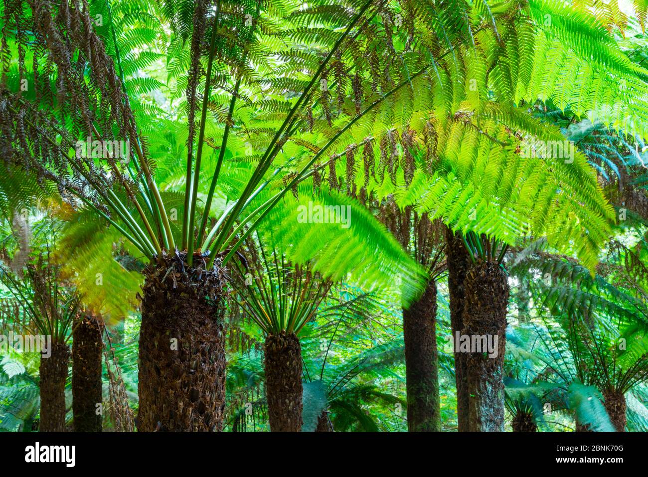 Arborescents Ferns (Cyatheaceae), Kells Bay Gardens, Ring of Kerry, Iveragh Peninsula, Comté de Kerry, Irlande, Europe. Septembre 2015. Banque D'Images
