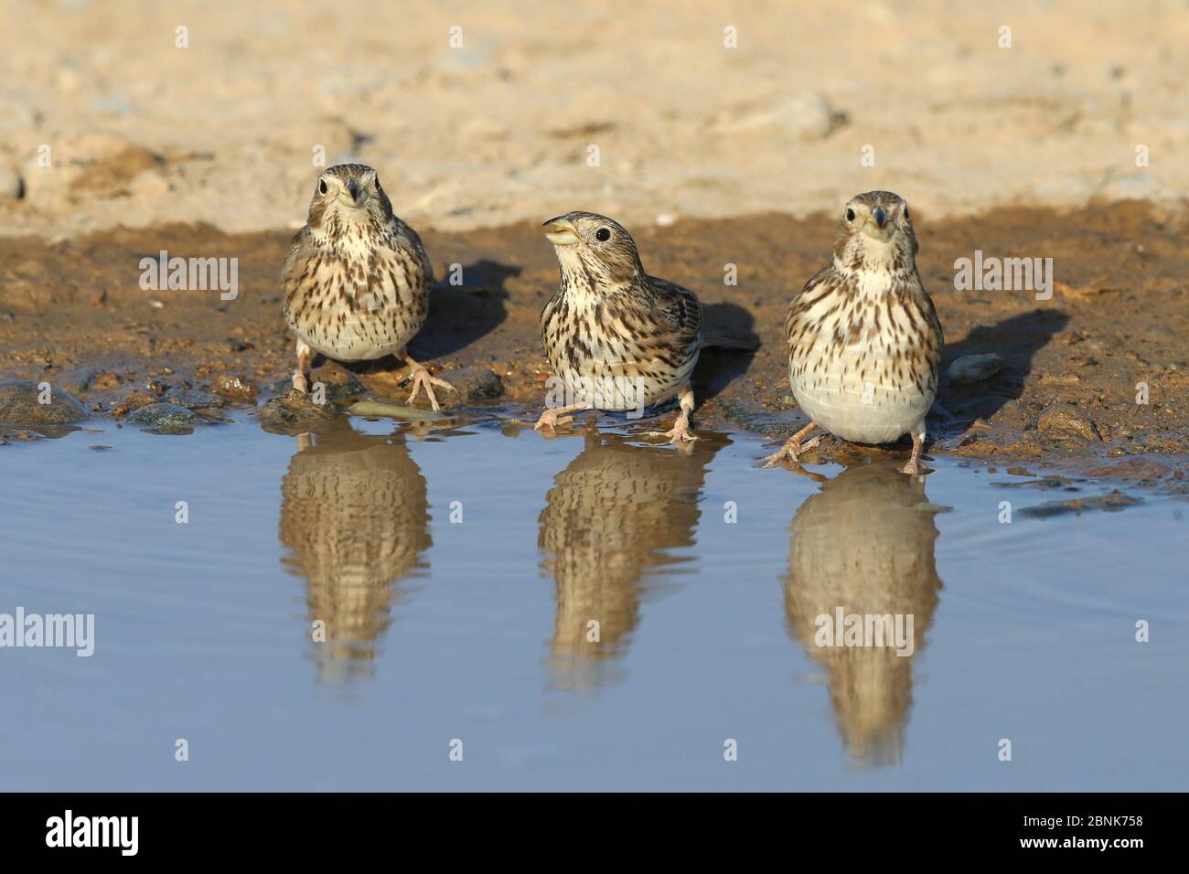 Bouées de maïs (Emberiza calandra) trois alignées à l'eau, Oman, décembre Banque D'Images