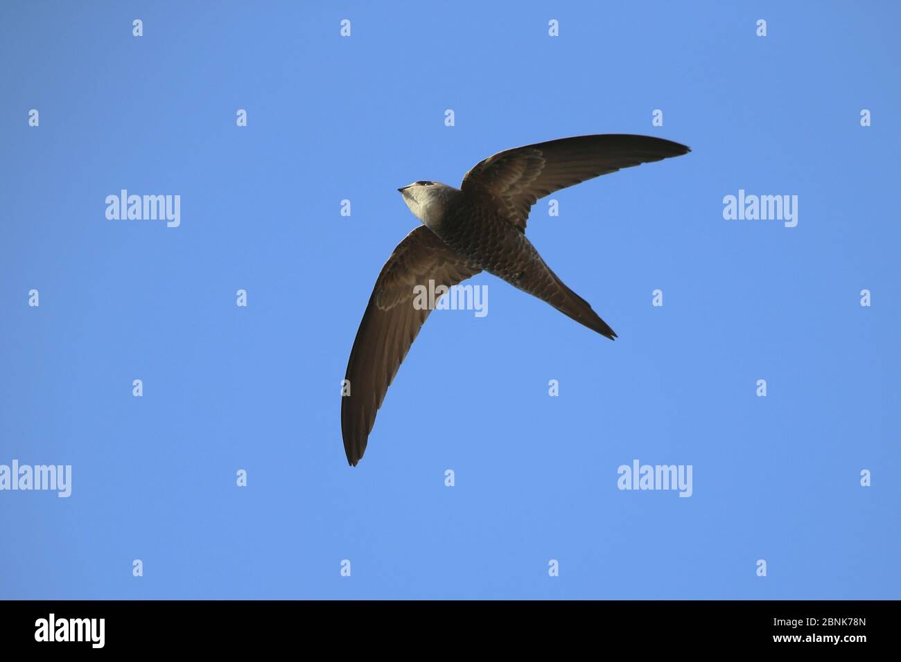Pallid SWIFT (Apus pallidus) en vol, Oman, décembre Banque D'Images