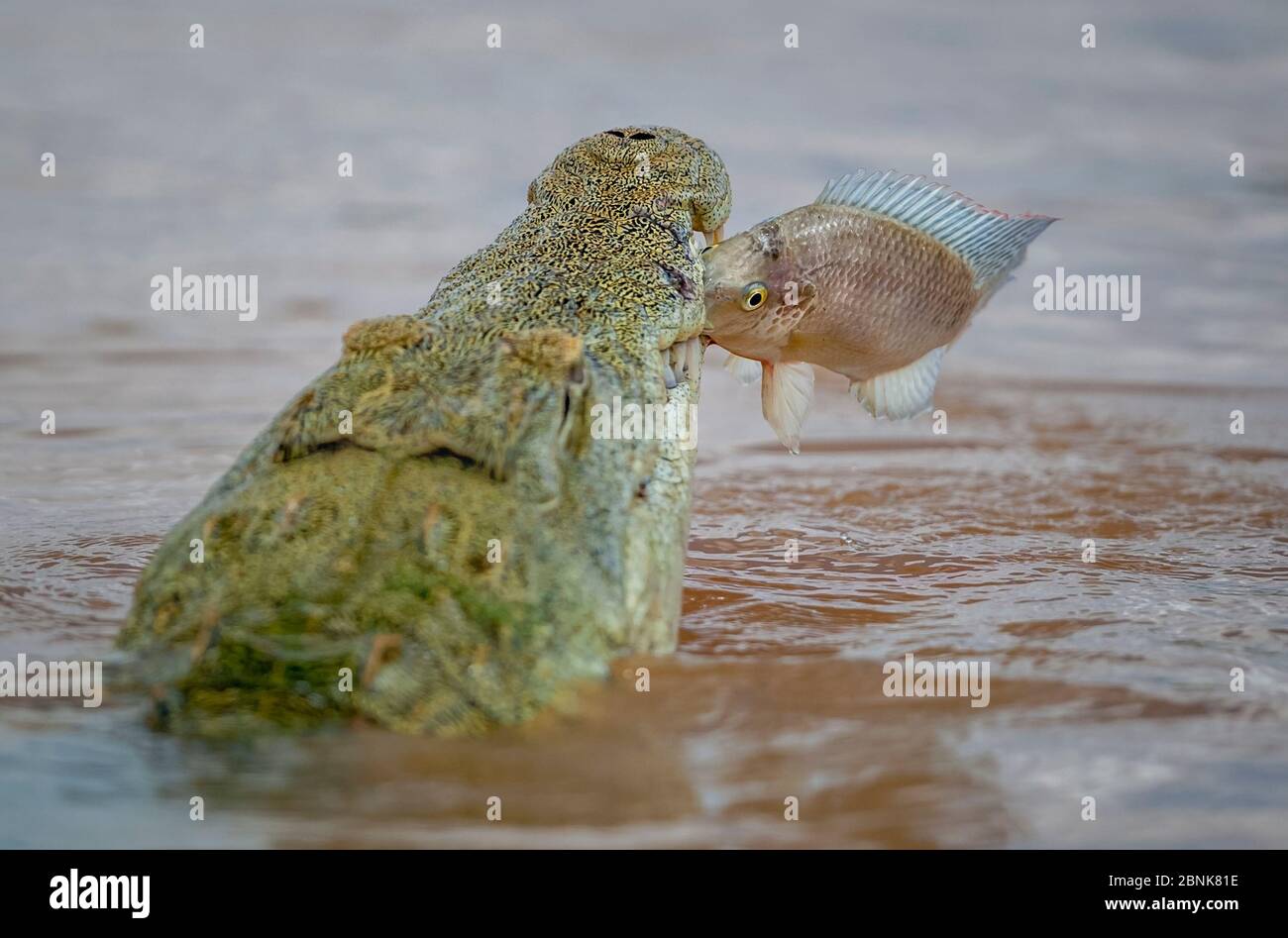 Crocodile du Nil (Crocodylus niloticus) qui encroche un tilapia du Mozambique (Oreochromis mossambicus) dans ses mâchoires, rivière Shingwedzi, parc national Kruger, ainsi Banque D'Images