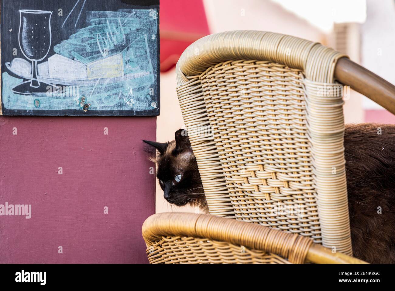 Chat siamois à œil bleu sur chaise en osier devant le bar Bamboo pendant le Covid 19, verrouillage du coronavirus, Los Gigantes, Tenerife, îles Canaries, Espagne Banque D'Images