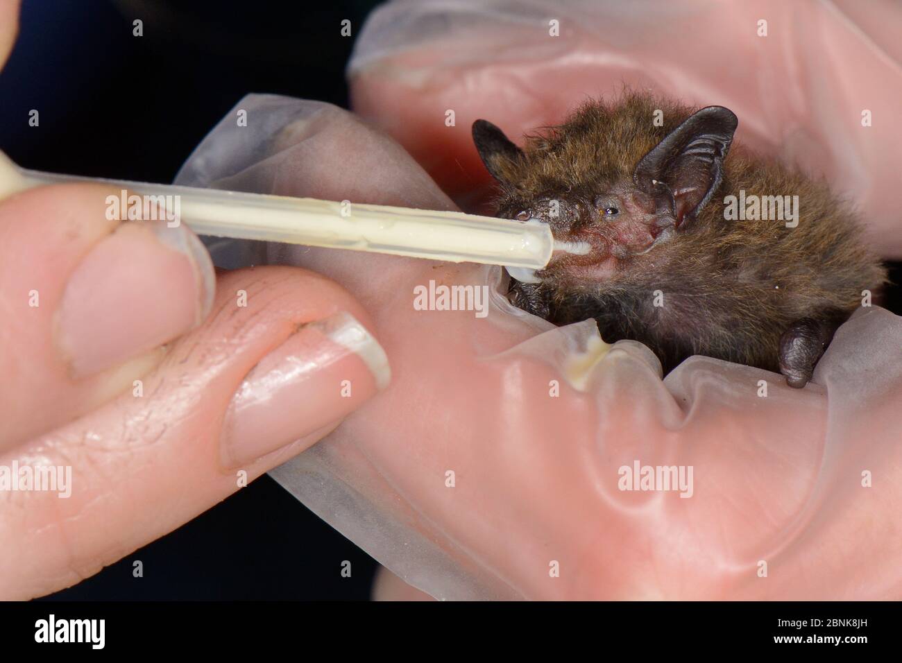Common Pipistrelle Baby Banque D Image Et Photos Alamy