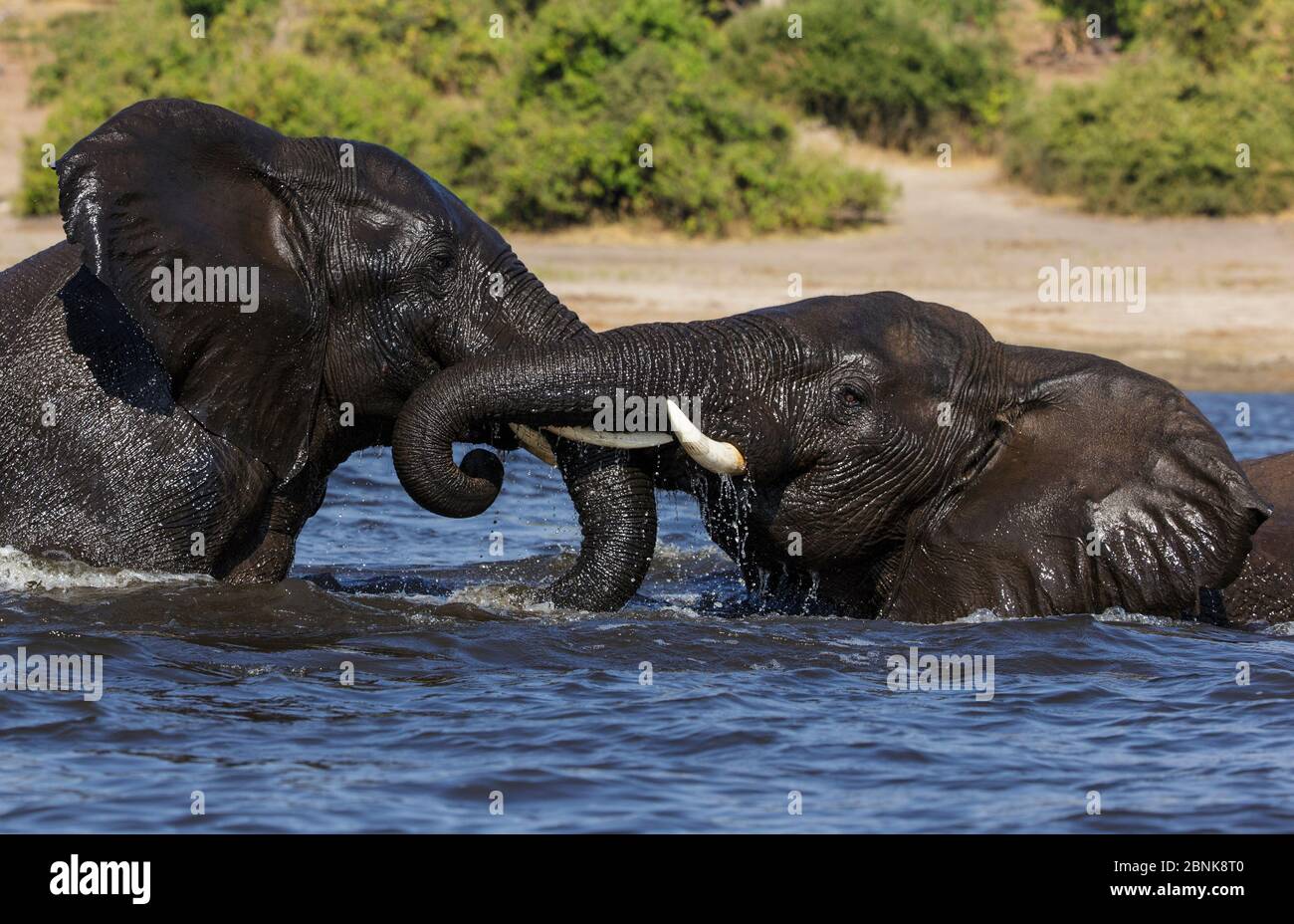 Taureaux d'éléphants d'Afrique (Loxodonta africana) jouant dans le parc national de RiverChobe, Botswana. Banque D'Images